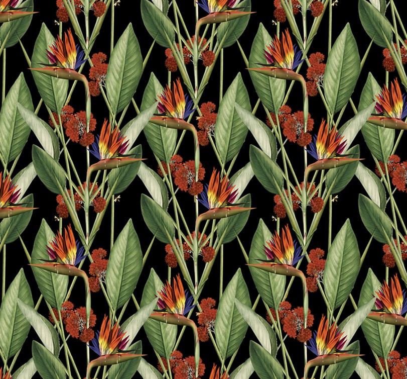 Birds of Paradise