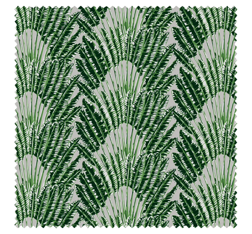 Feather Palm